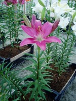 [1642 IndianSummerset No02.JPG]